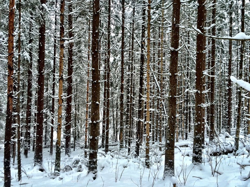 In the snowy forest 