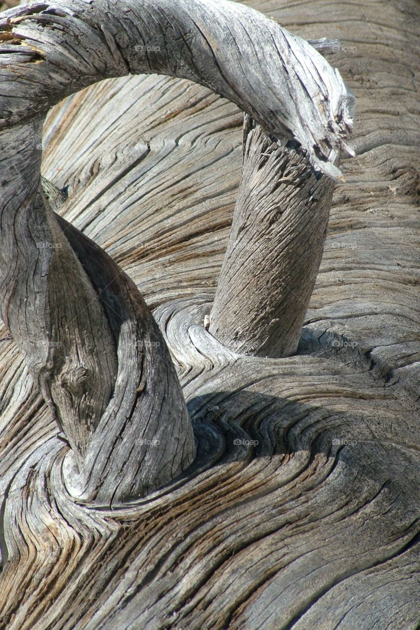 close-up of a dead log and it's texture and lines