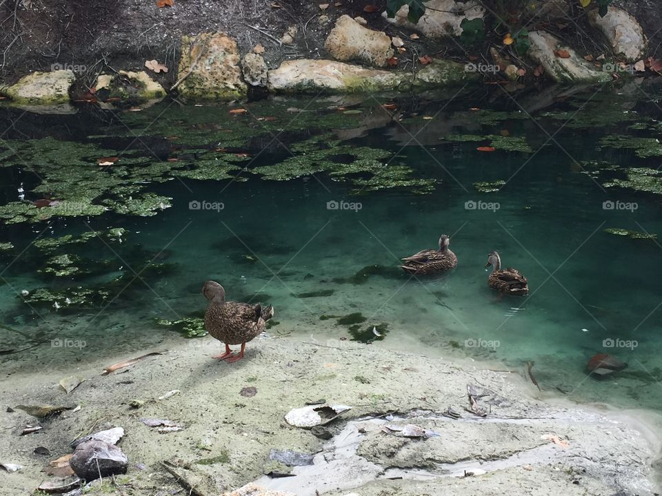 Duck Pond , Sanibel Island
