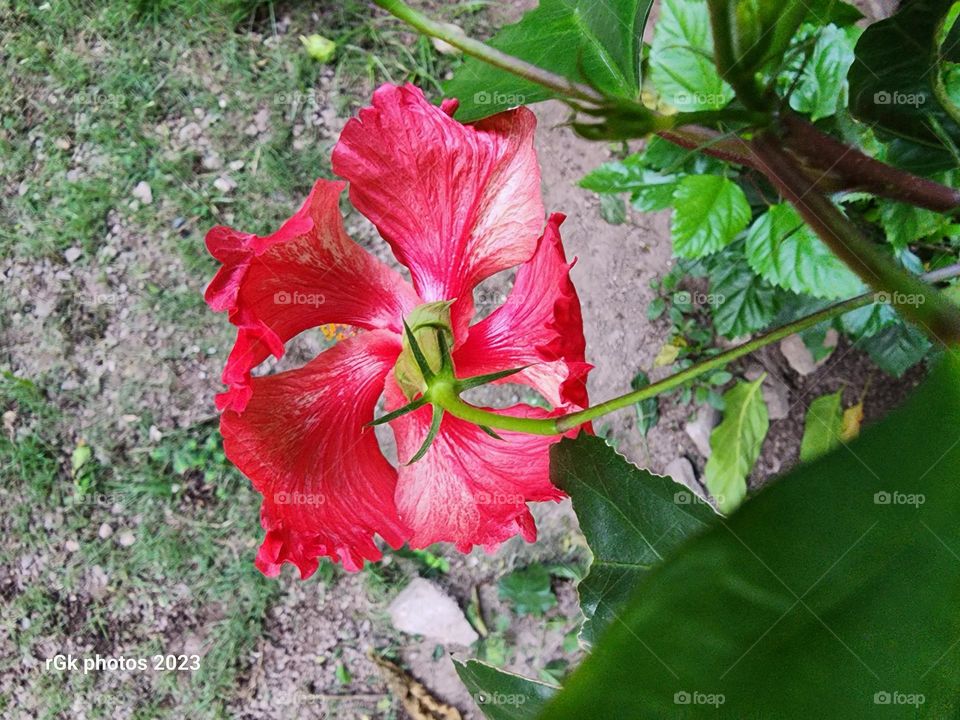 red dance hibiscus