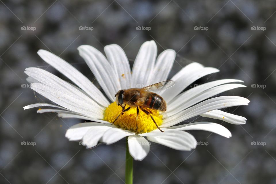 bee on the flower