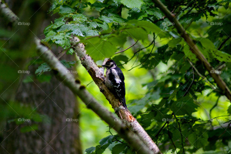 forrest bird woodpecker by retchrizz