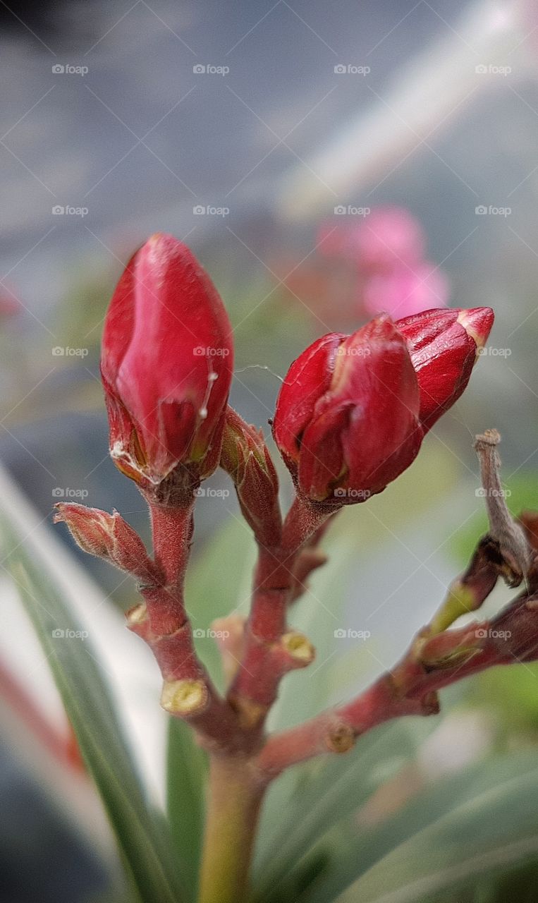 Buds macro.