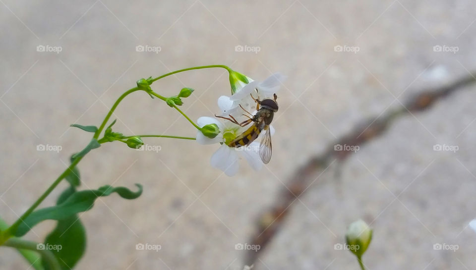 Hoverfly feeding on nectar