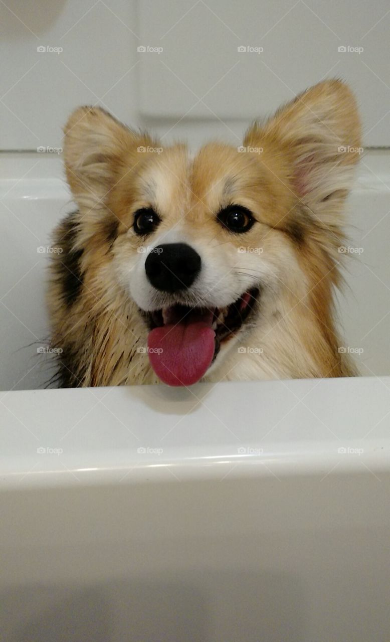 Bathtub Corgi