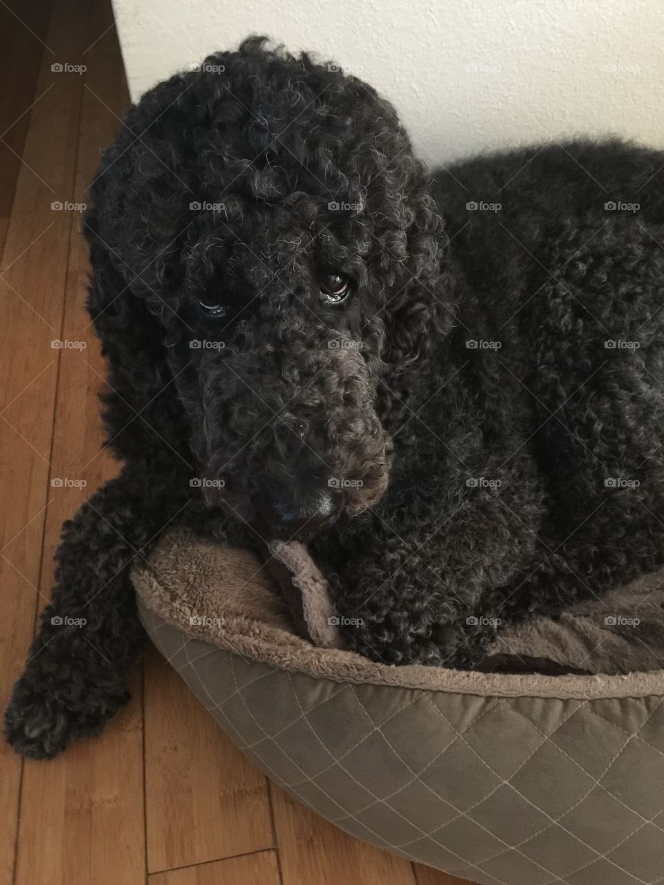Sweet black standard poodle with sad puppy eyes