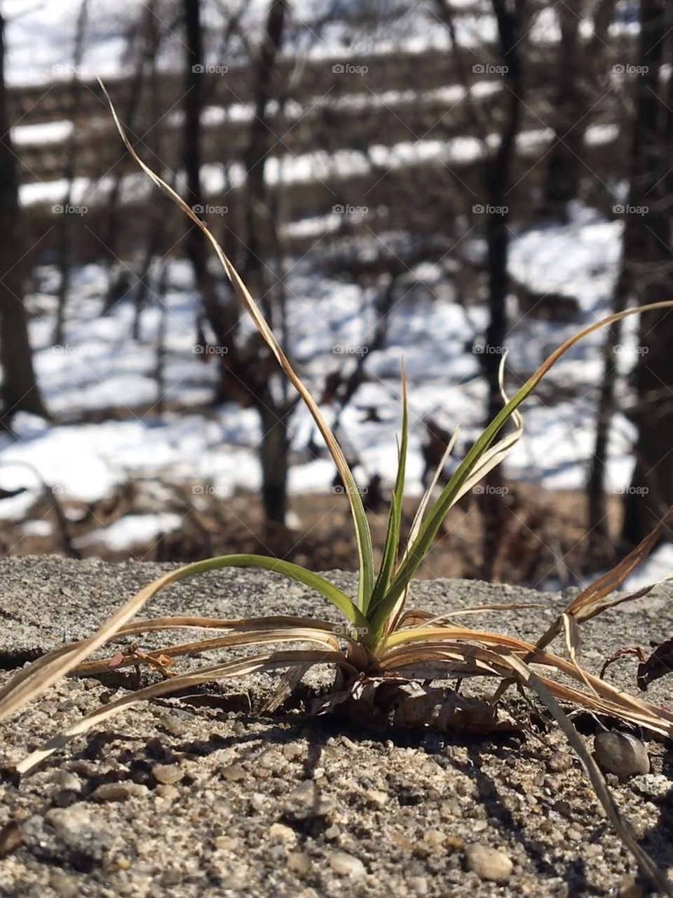 Grass growing through concrete