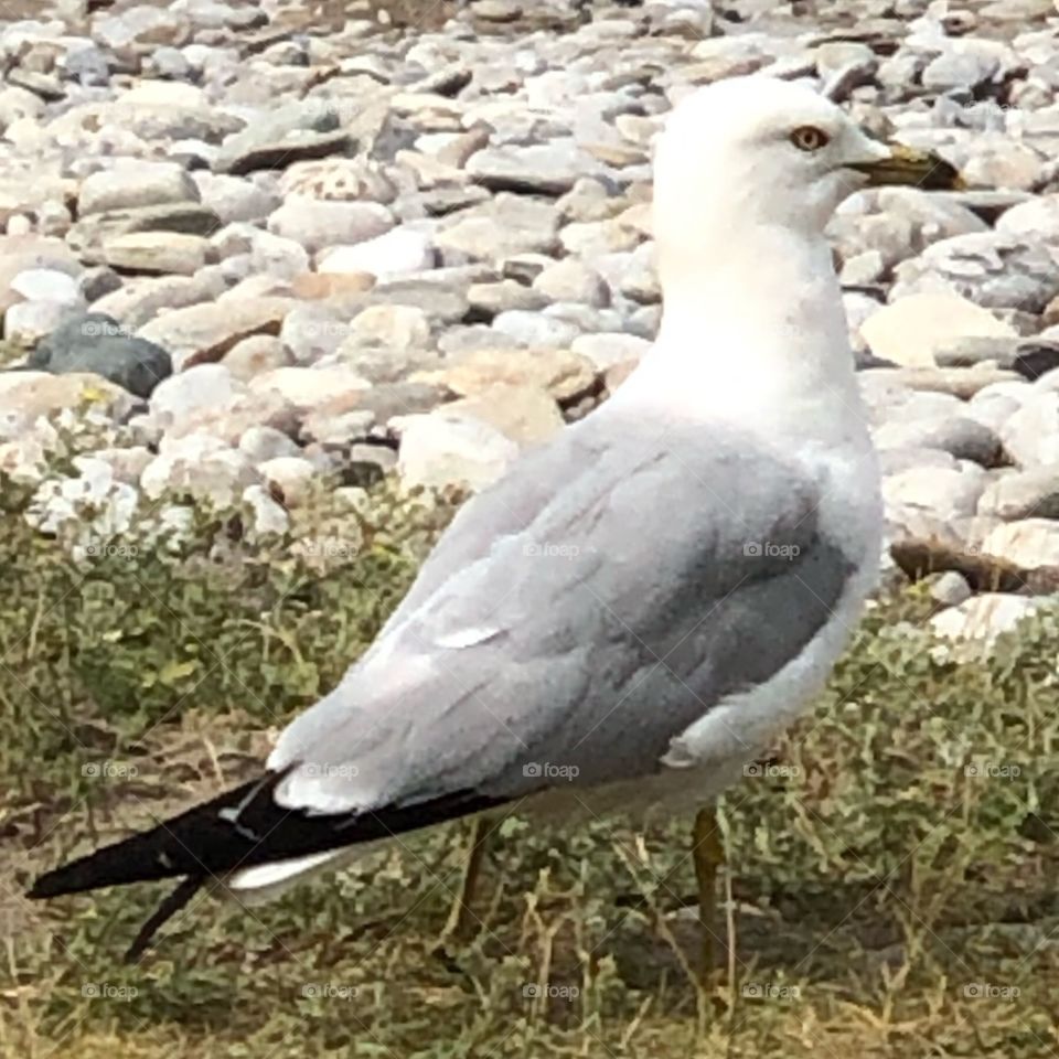 A Seagull on Georgian Bay