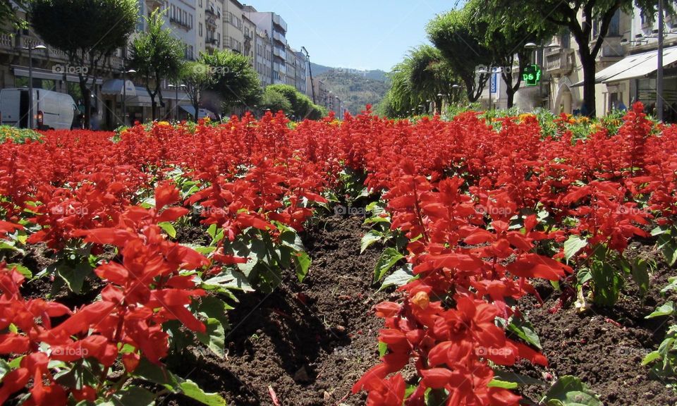 Urban square decorated with red flowers