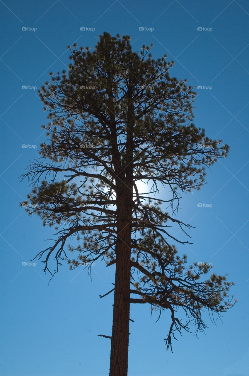 sky nature tree dead tree by bushler14