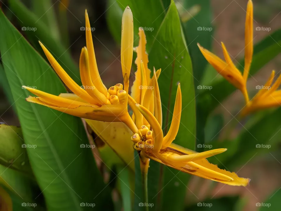 Heliconia Psittacorum
