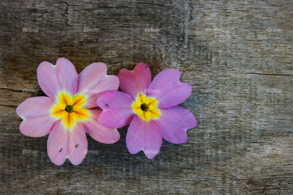 Pink flowers on wood