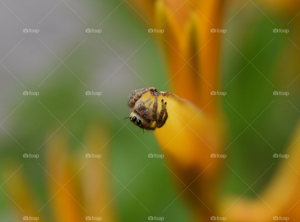 a really cute high quality jumping spider hanging off a flower! each bit of fur on the spider is visible. a carefully composed photo with the focus being on the spider right in the center. 