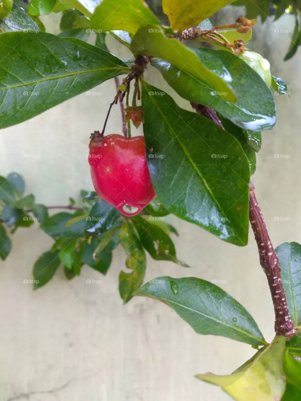 acerola