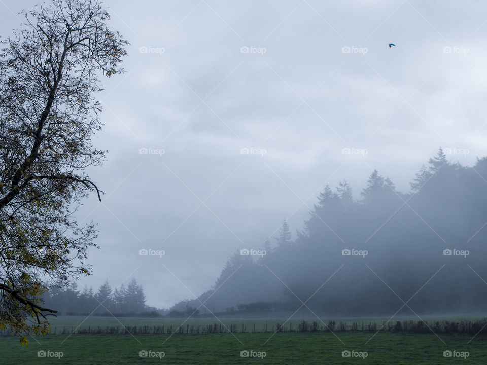 autumnal field in fog with a bird a