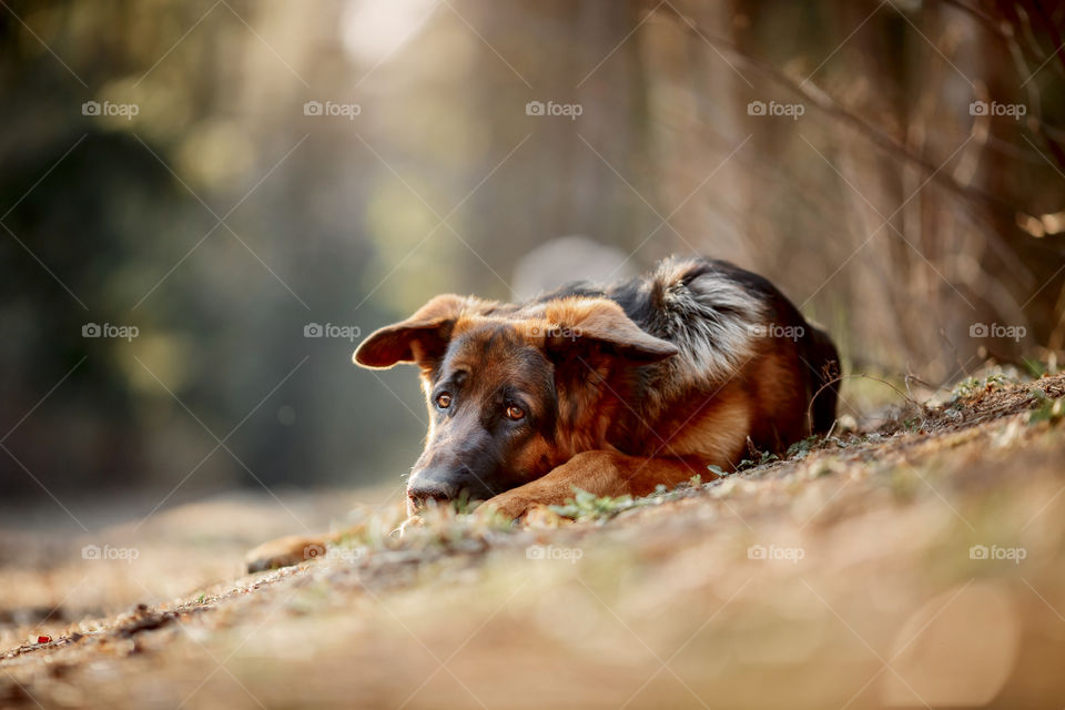 German shepherd dog portrait in spring park