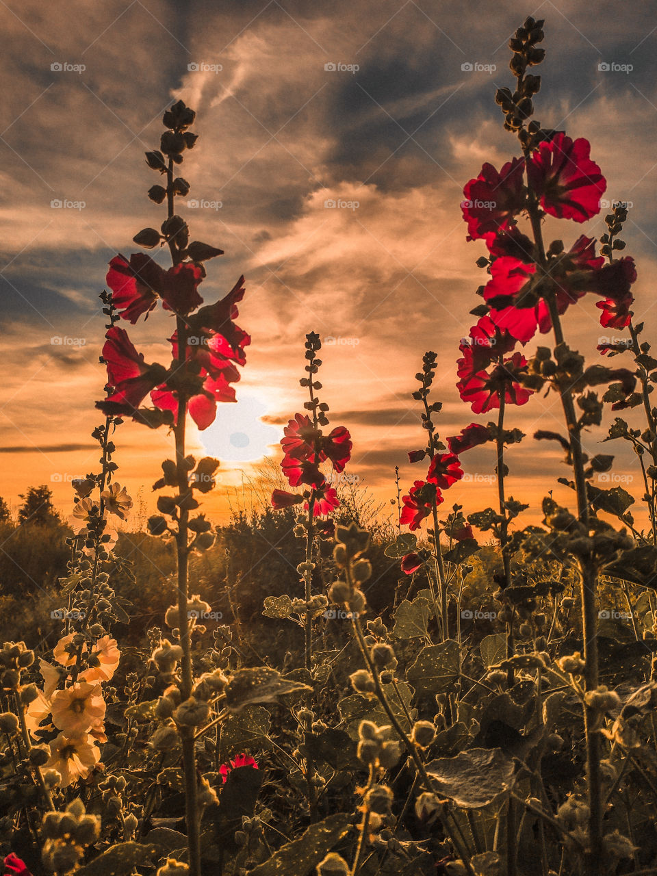 flower field at sunset