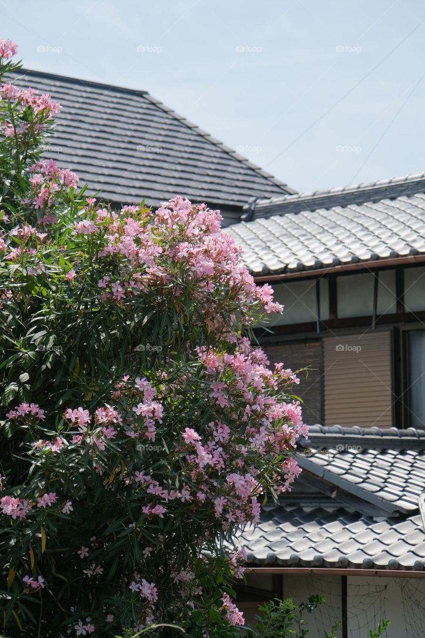 blooming oleander tree