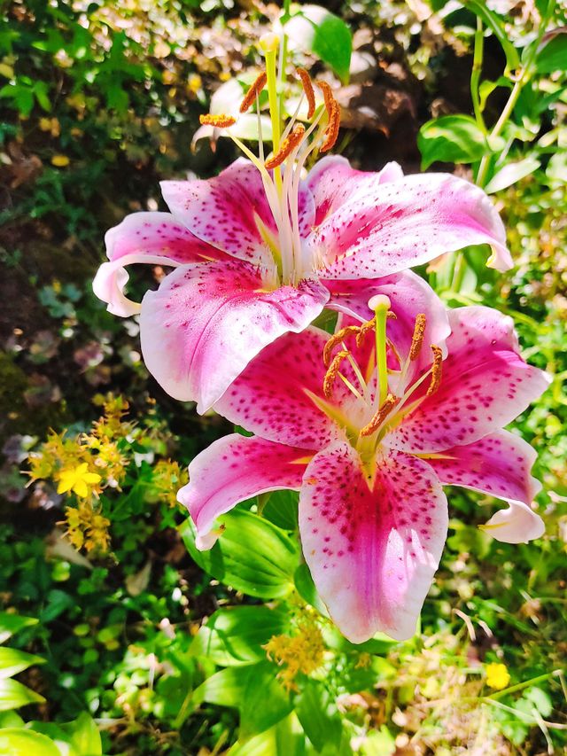 outdoor plants