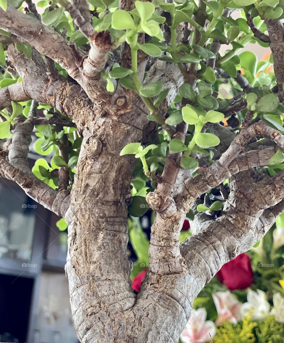 Bonsai, árbol de la abundancia,suculenta