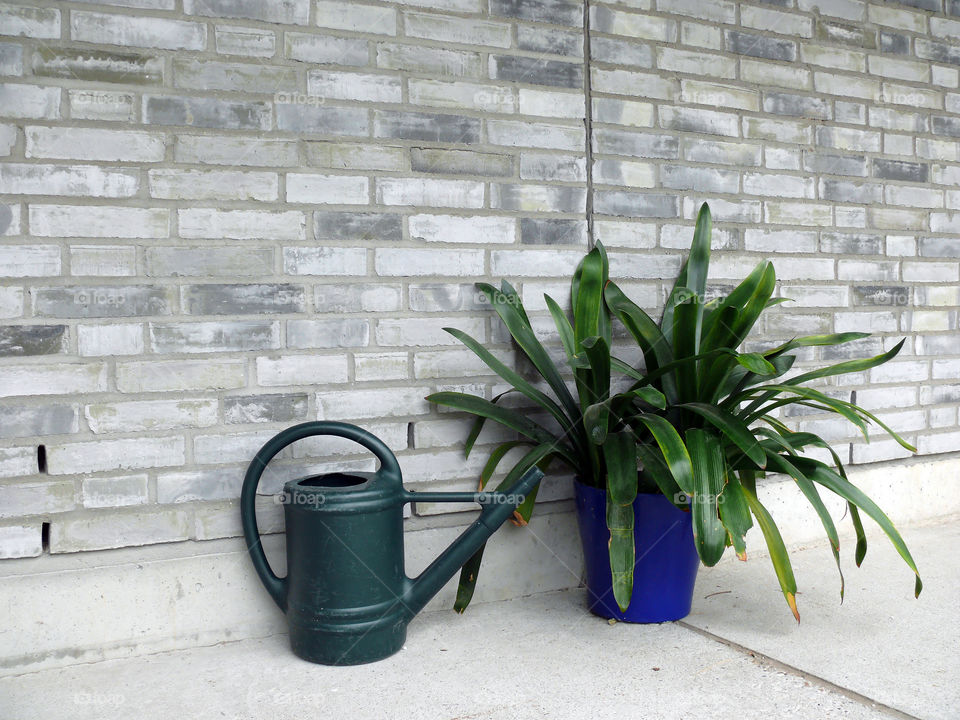 Watering can next to plant against brick wall.