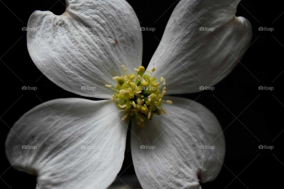 Dogwood Flower