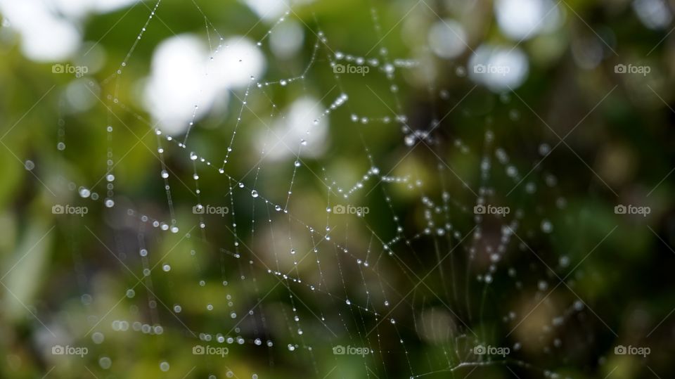 Spider Web in the Rain.