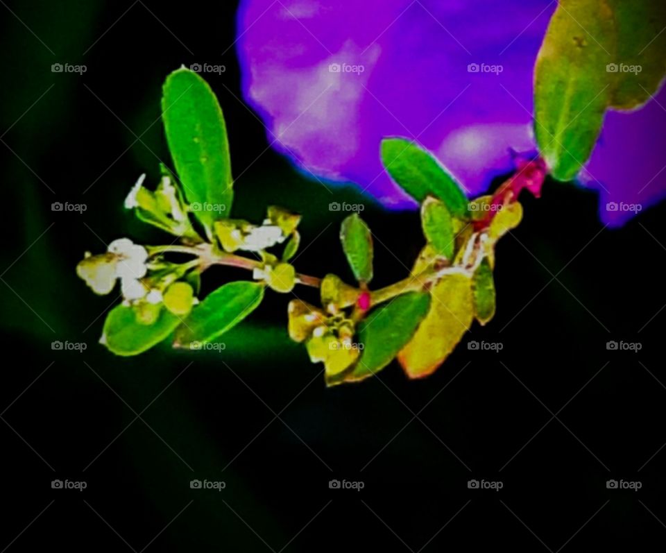 tiny fall flower buds purple flower in background