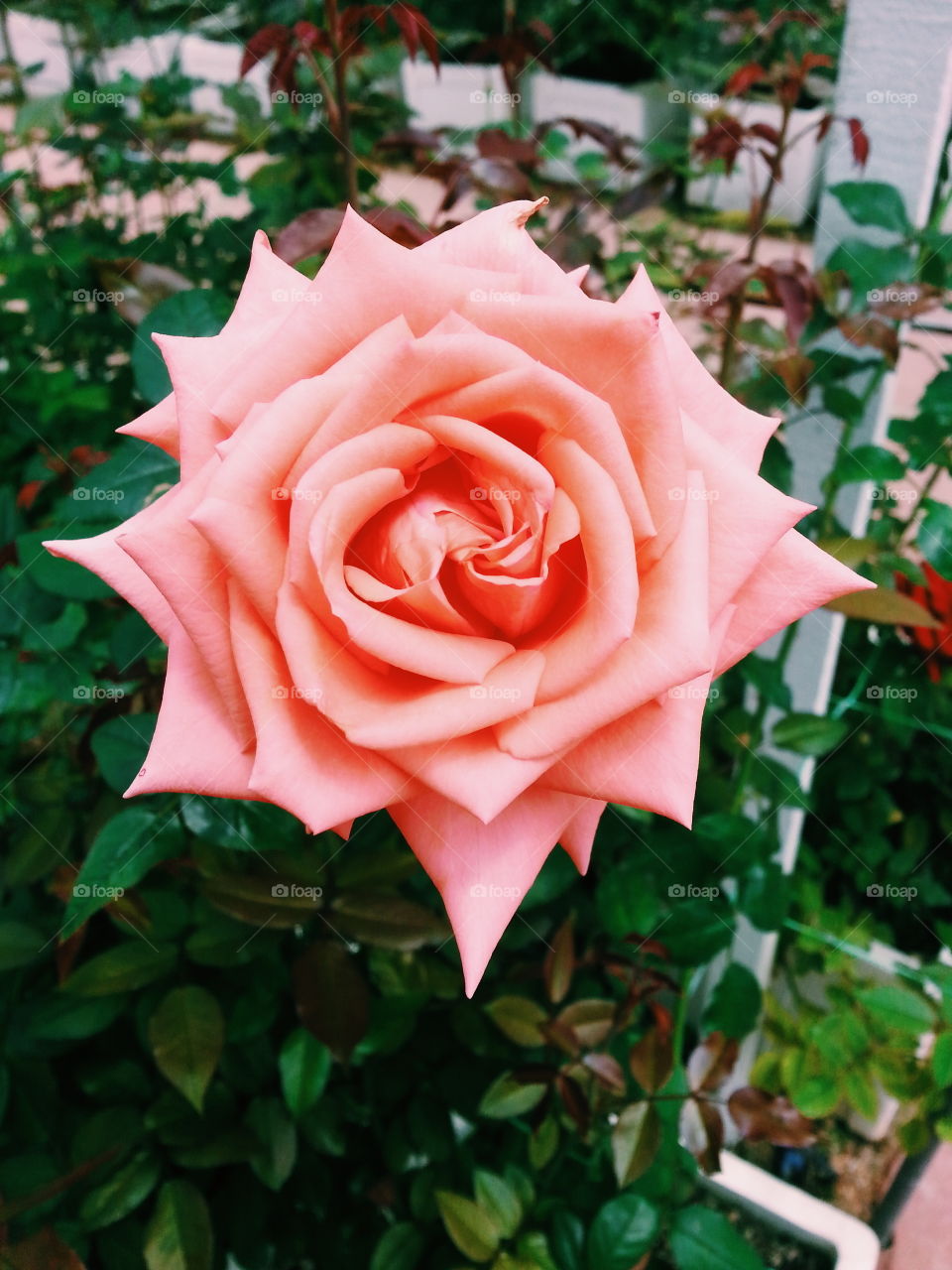 "Flower Power". at flower garden cameron highland