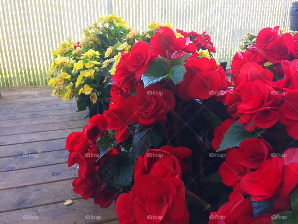 Red and yellow begonias 