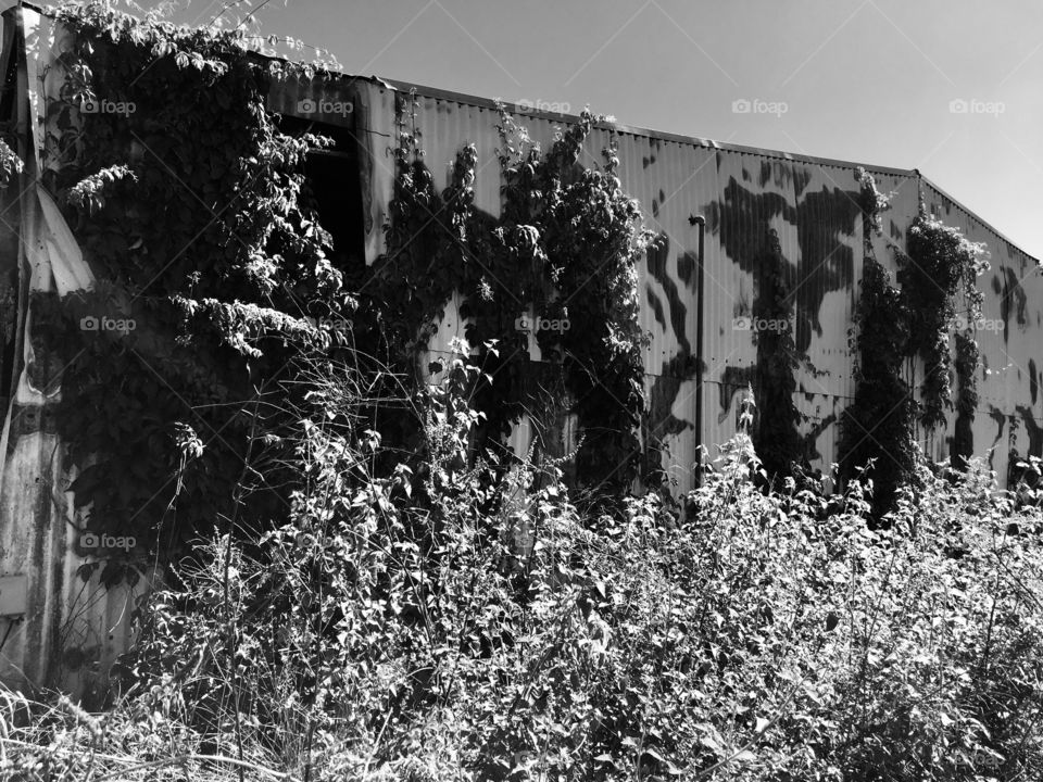 Abandoned Knox Nursery in Florida 