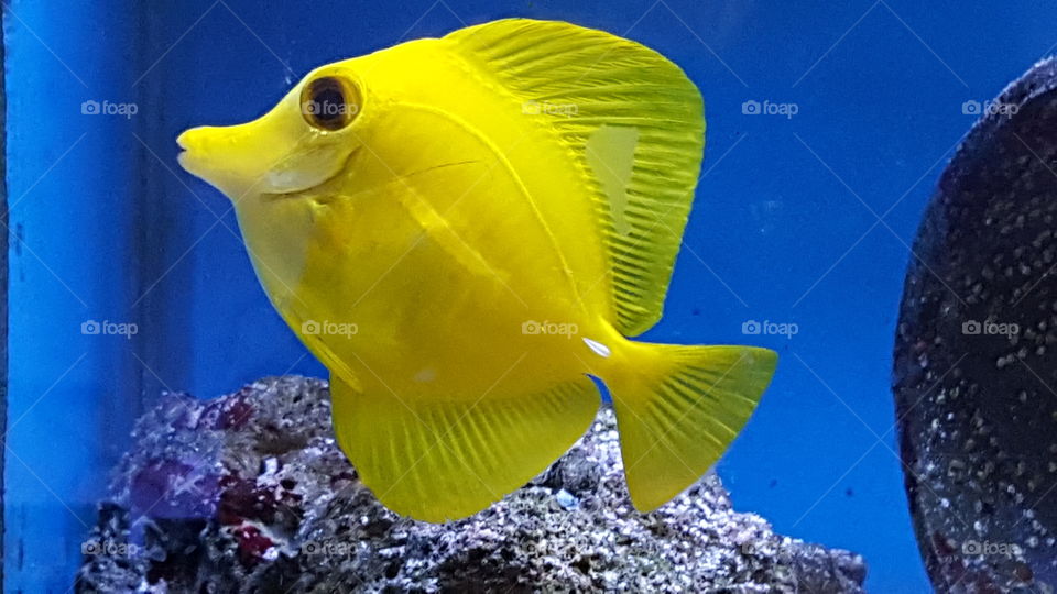 yellow fish