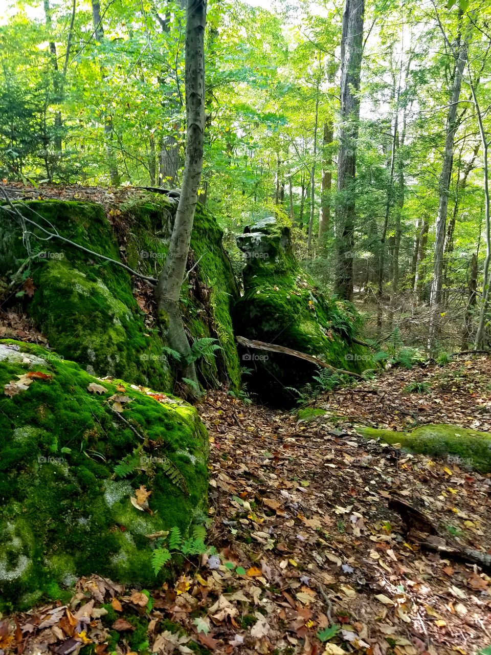 moss covered boulders