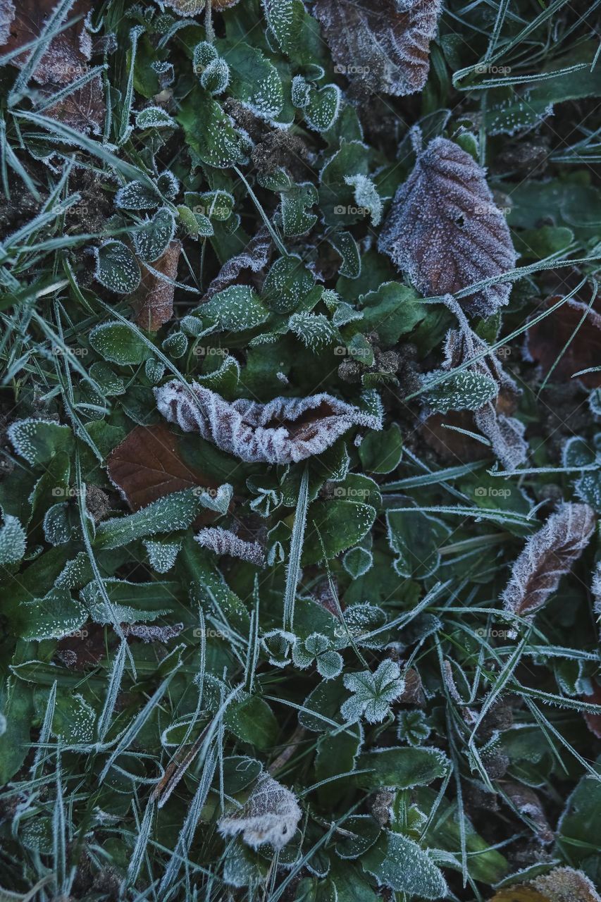 Frosty Marvels, nature’s icy artistry 