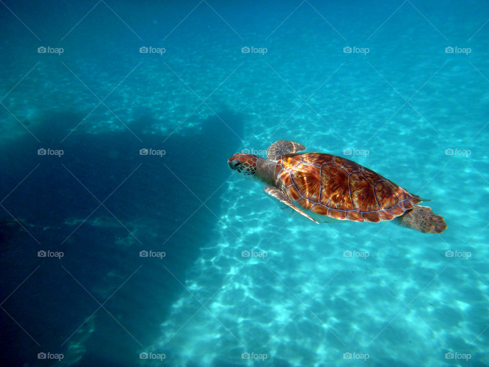 Sea turtle