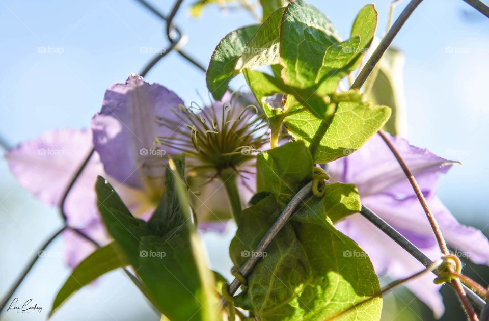 After the Petals Fall