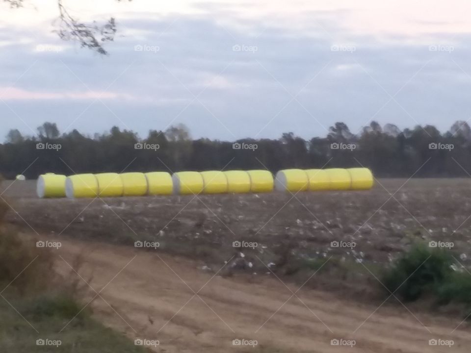 bales of cotton