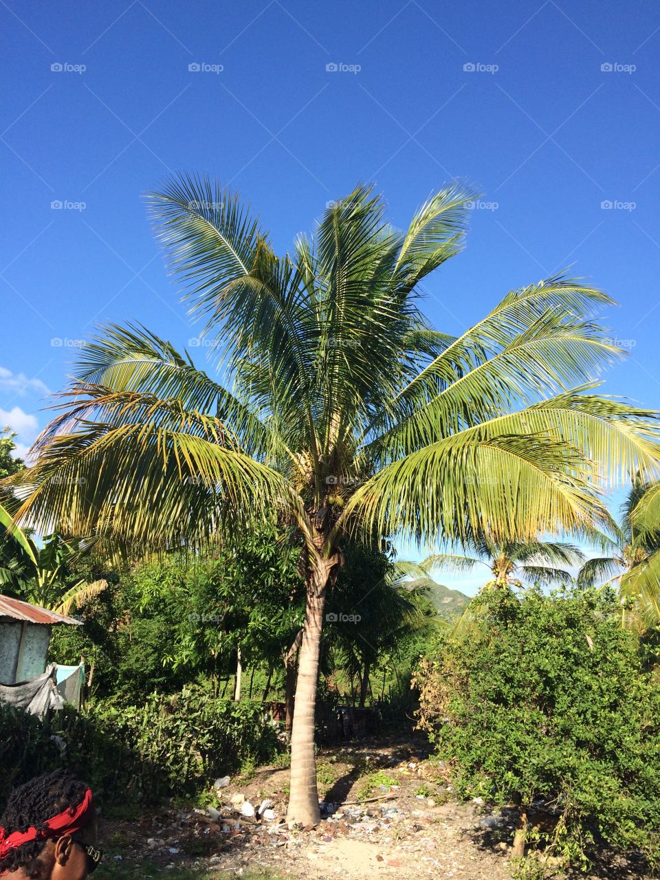 Haitian Palms