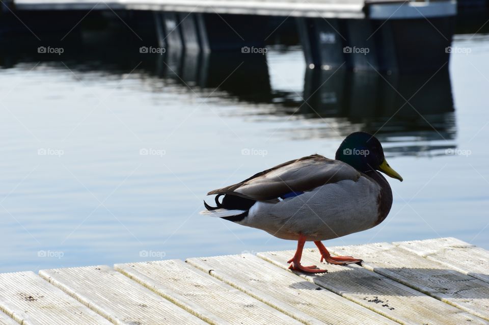 duck walking on footbridge