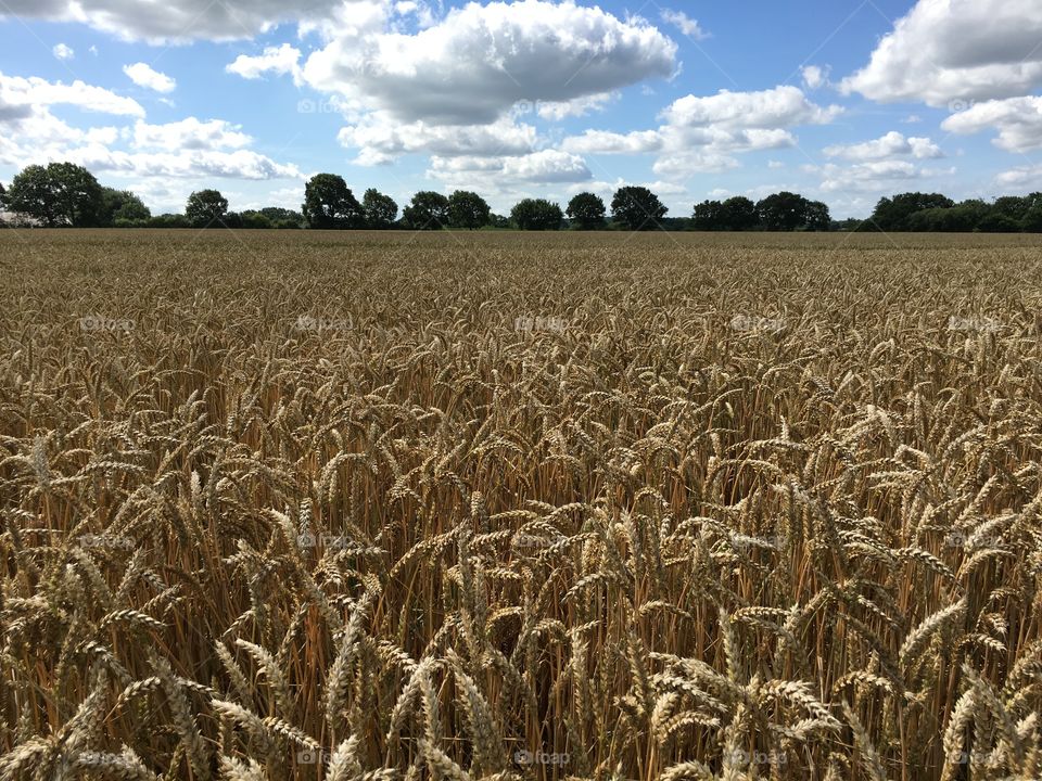 Field of almost ripe grain in Northern Germany