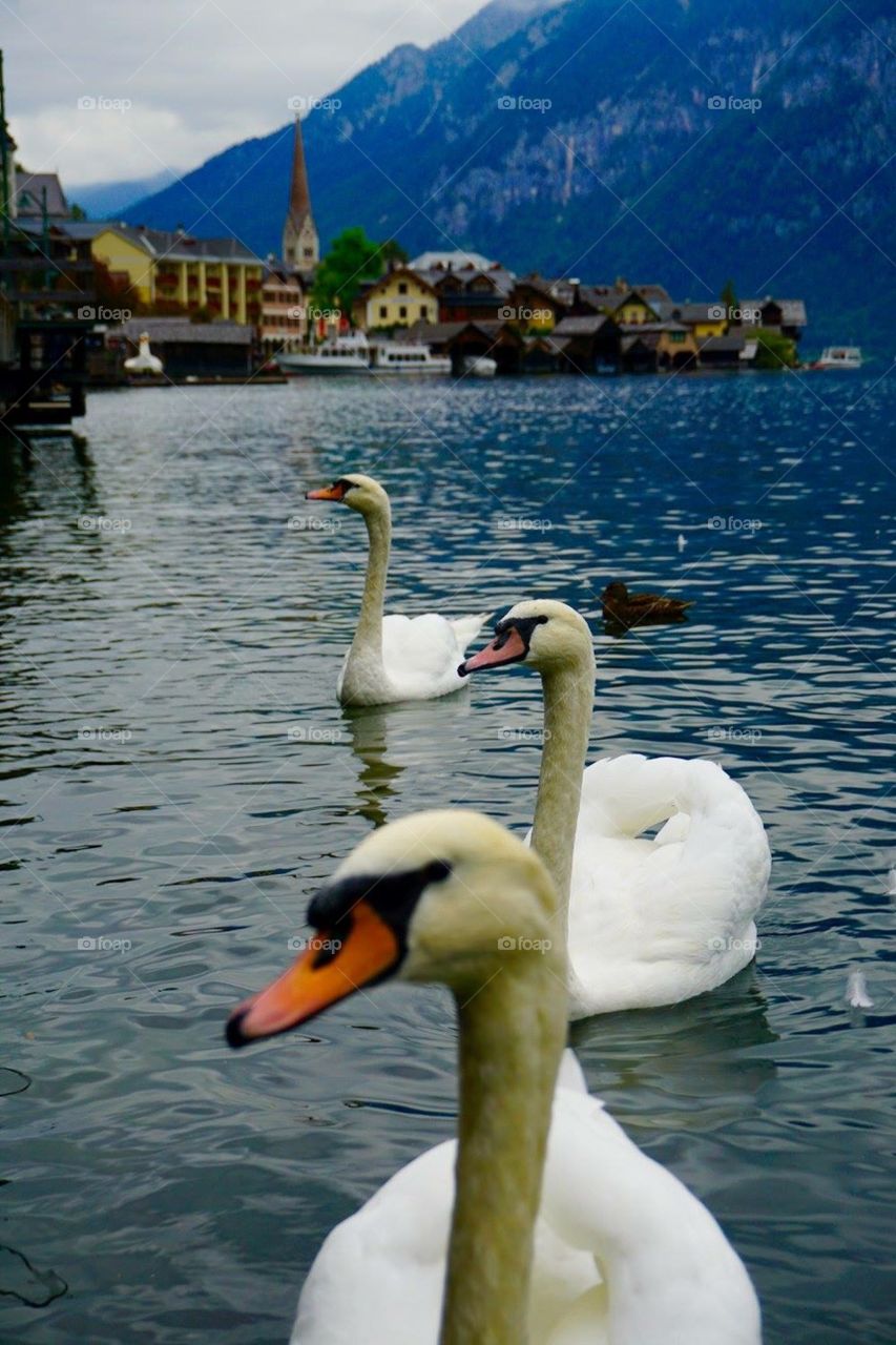 Water, Swan, Lake, Nature, Bird