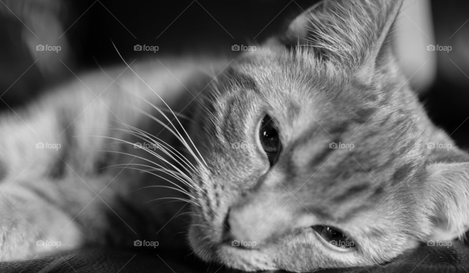 Close-up of a kitten