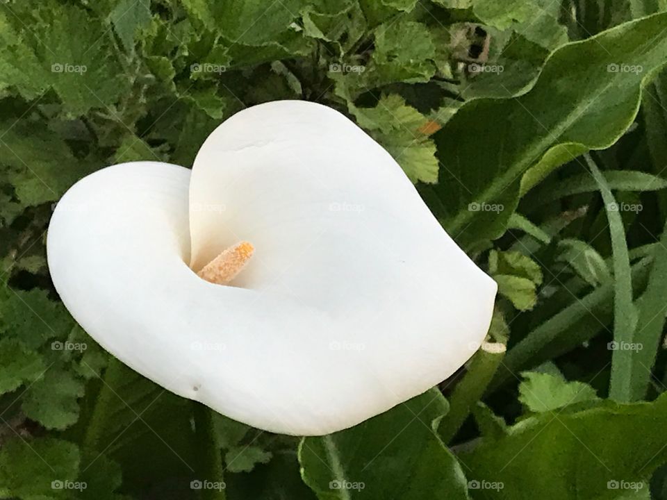 White Calla Lily with Green Leaves 