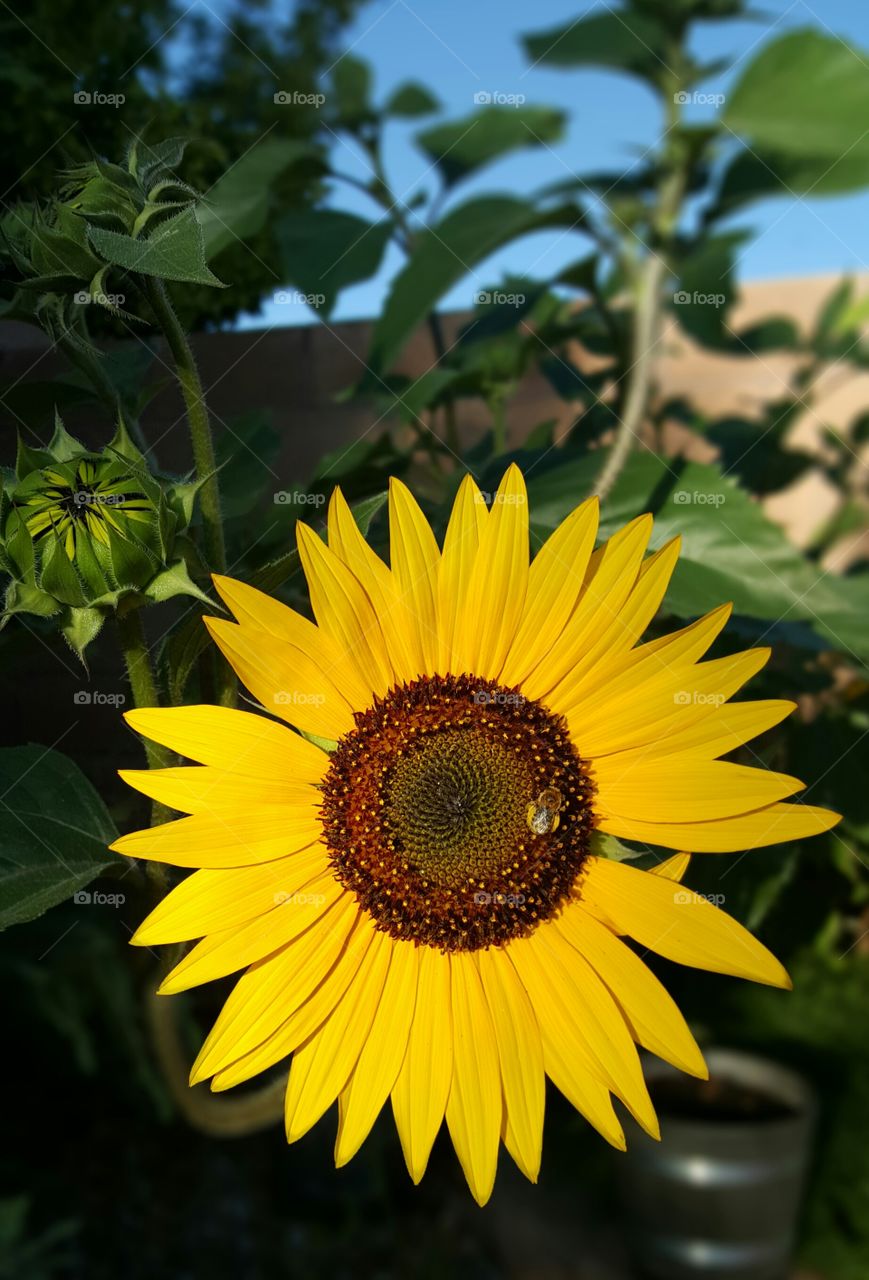 Close-up of sunflower