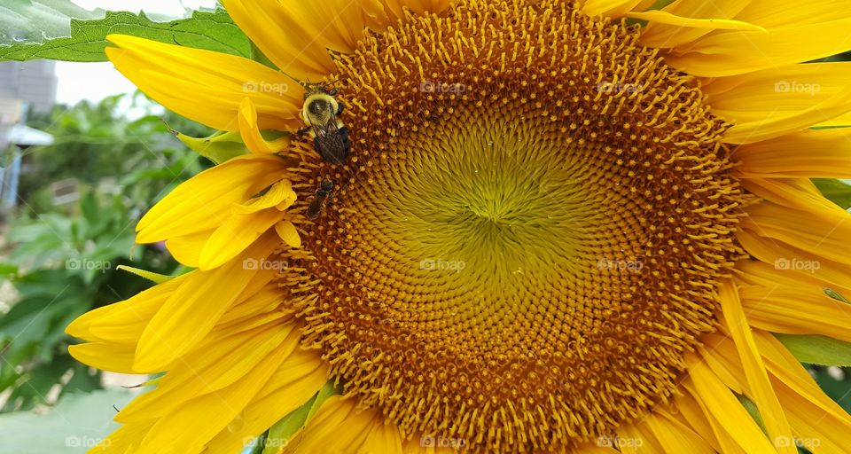 bee on sunflower