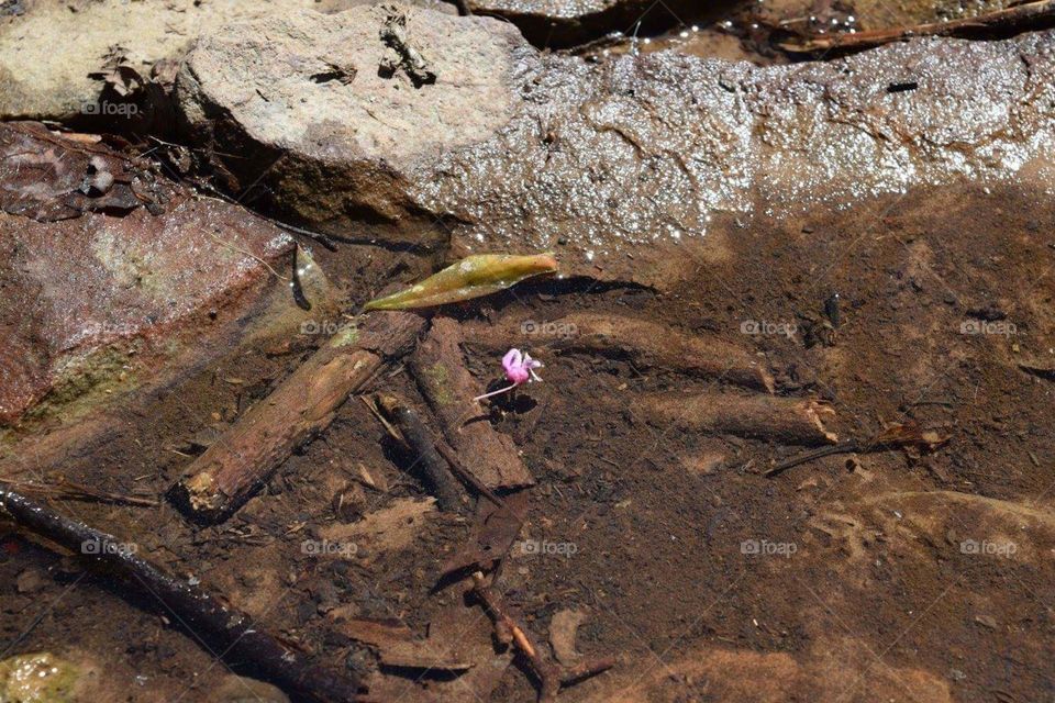 Floating flower with fly on it