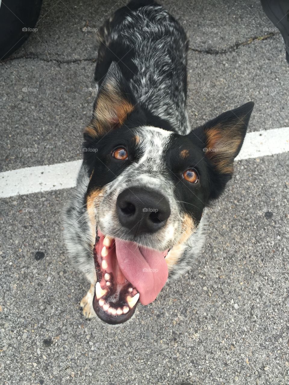 Suns Out Tongues Out