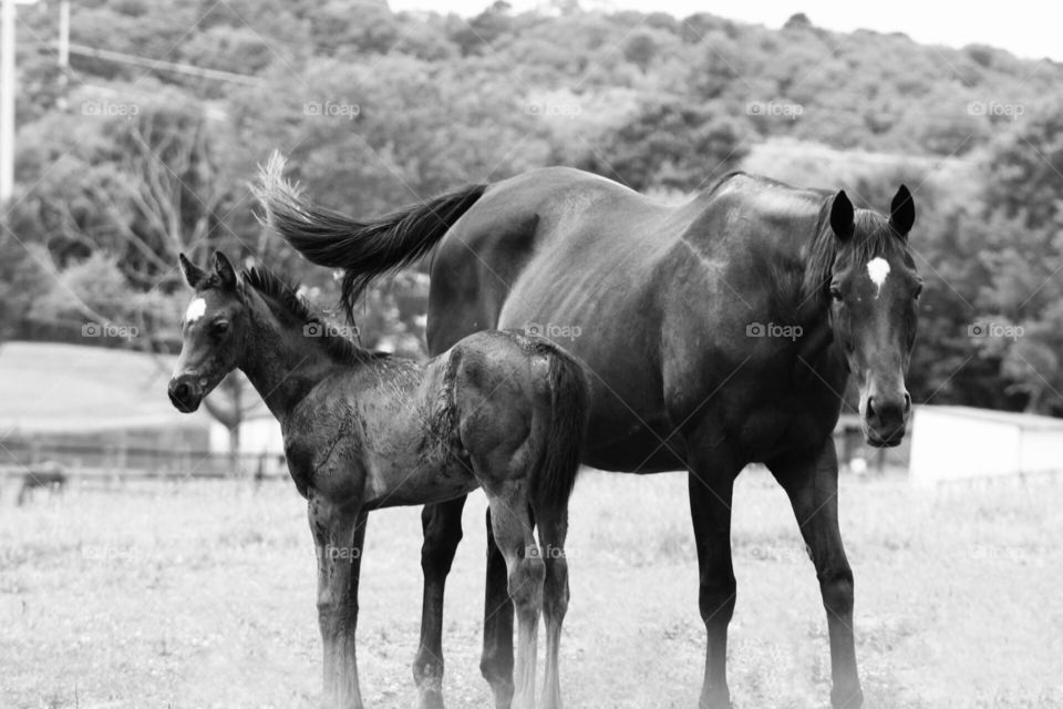 Black and white fields