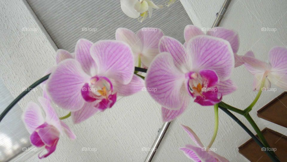 a special white rose and pink orchid phalaenopsis