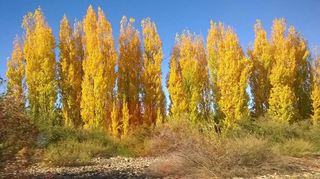 colores de otoño en Mendoza